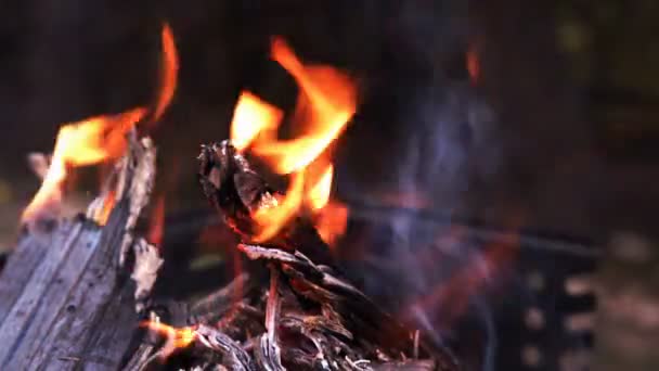 Деревянный Огонь Приготовления Барбекю — стоковое видео