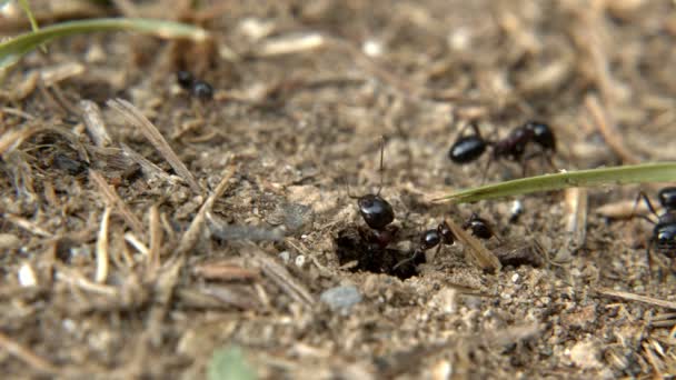土壌中の動物昆虫アリ — ストック動画