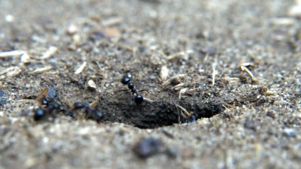 土壌中の動物昆虫アリ — ストック動画