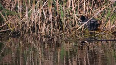 Karabatak ve Sazlar nehir kıyısında