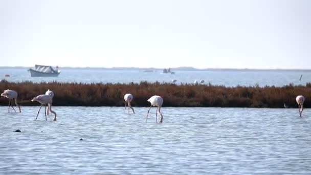 Flamingos Água Mar — Vídeo de Stock