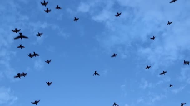 Ptáci Zbožňují Létání Obloze — Stock video