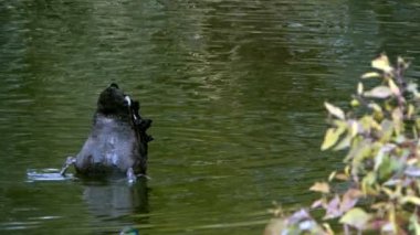 Black Swan in Lake Having Bath
