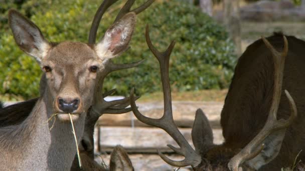 Mammal Animal Deer Feeding — Stok video
