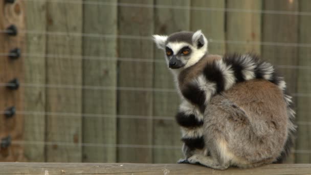 Lemur Animal Mamífero Zoológico Natureza — Vídeo de Stock