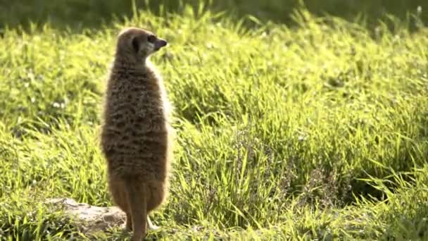 Meerkat Dans Nature Verte — Video