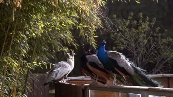 Animal Peacock Nature — 비디오
