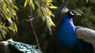 Animal Peacock in Nature