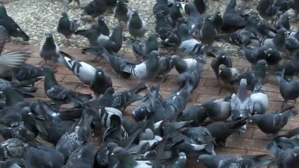 Pigeons Oiseaux Animaux Colombes — Video