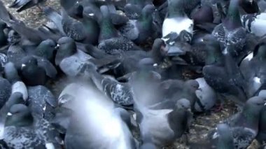 Animal Bird Pigeon Doves