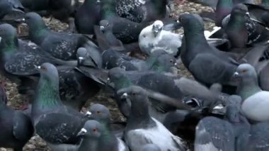 Animal Bird Pigeon Doves