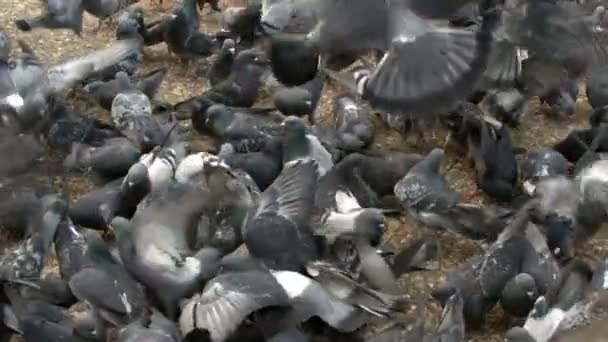 Pombos Pombo Das Aves — Vídeo de Stock