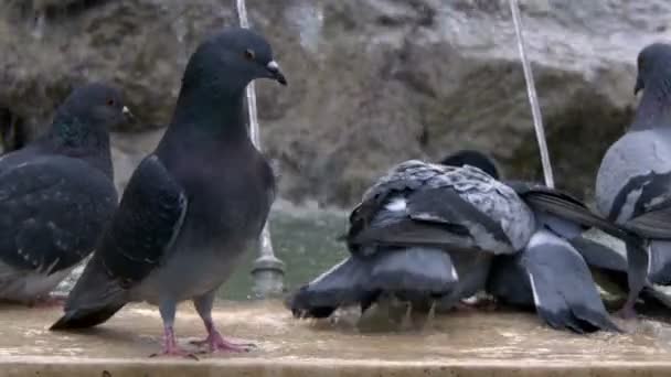 Pigeons Oiseaux Animaux Colombes Près Fontaine — Video