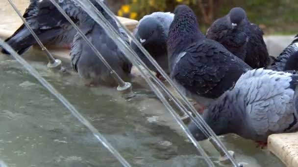 Pigeons Oiseaux Animaux Colombes Près Fontaine — Video