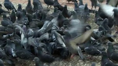 Animal Bird Pigeon Doves