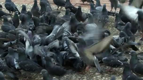 Animal Bird Pigeon Doves — 图库视频影像