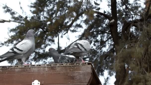 Animal Bird Pigeon Doves — 图库视频影像