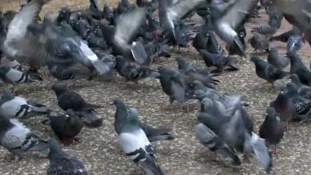 Animal Bird Pigeon Doves — Stockvideo
