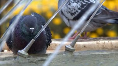Hayvan Kuş Güvercinleri Çeşmenin yanında 