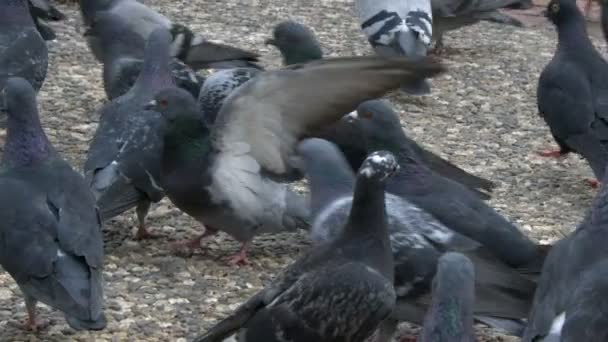 Palomas Pájaro Animal — Vídeos de Stock