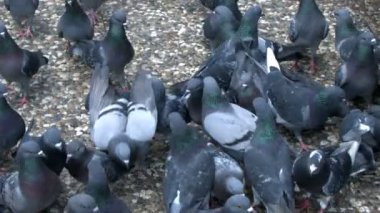 Animal Bird Pigeon Doves