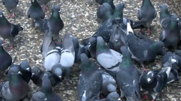 Pigeons Oiseaux Animaux Colombes — Video