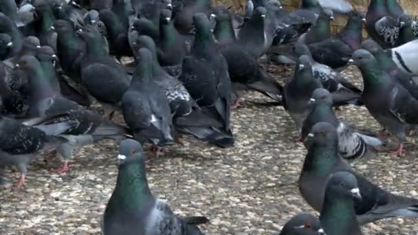 Pombos Pombo Das Aves — Vídeo de Stock