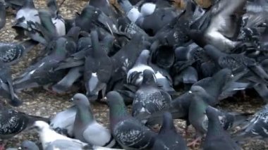 Animal Bird Pigeon Doves