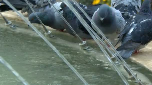 Tier Vogel Tauben Tauben Der Nähe Von Brunnen — Stockvideo