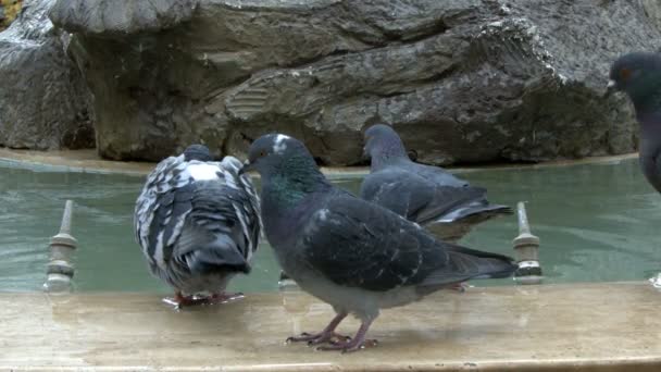 Palomas Pájaro Animal Cerca Fuente — Vídeo de stock