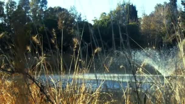 Cañas Piscina Fuente Lago — Vídeos de Stock