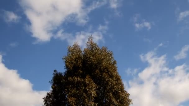 Árvore Nuvens Céu — Vídeo de Stock