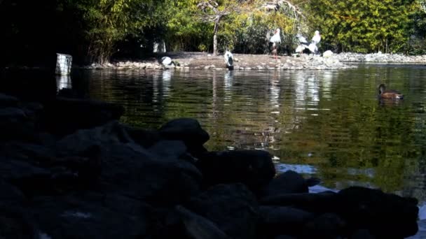 Patos Estão Nadando Lago — Vídeo de Stock