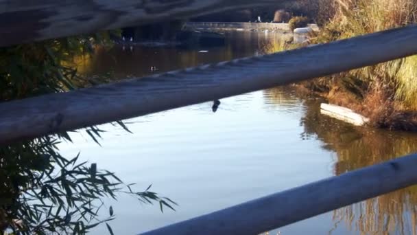 Enten Schwimmen Auf See — Stockvideo