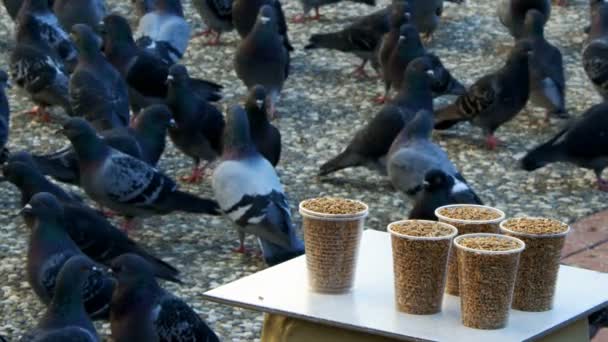 Bird Food Pigeons — Stock Video