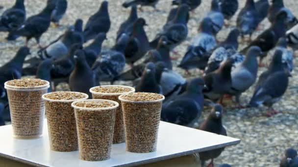 雀鸟食物与鸽子 — 图库视频影像
