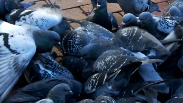 Pigeons Oiseaux Doux Colombes — Video