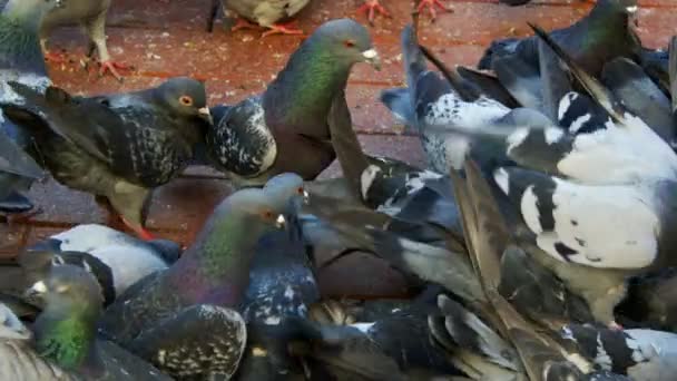 Pombos Pássaro Animais Doces Pombas — Vídeo de Stock