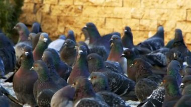 Tatlı Hayvan Kuş Güvercinleri