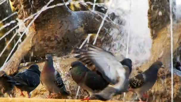 Sweet Animal Bird Pigeons Doves — Stock Video