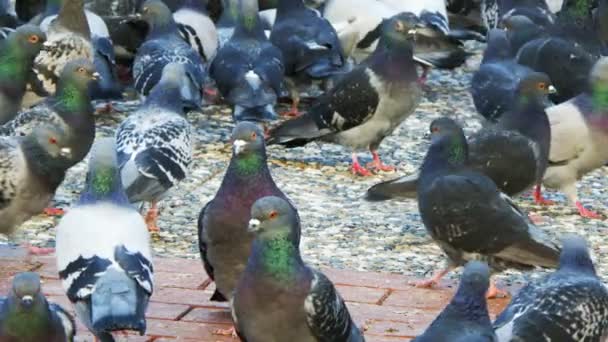 Zoete Dieren Vogelduiven Duiven — Stockvideo