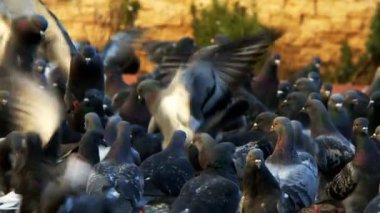 Tatlı Hayvan Kuş Güvercinleri