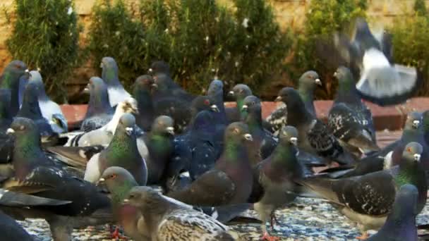 Palomas Aves Animales Dulces — Vídeo de stock