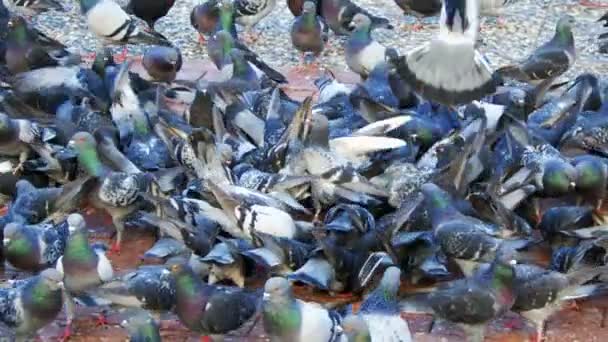 Pigeons Oiseaux Animaux Tourterelles — Video