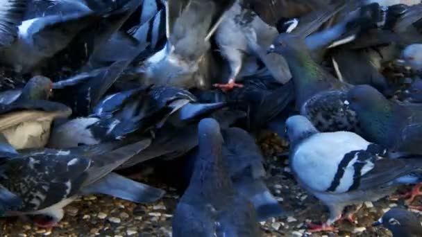 Животные Голуби Птицы — стоковое видео