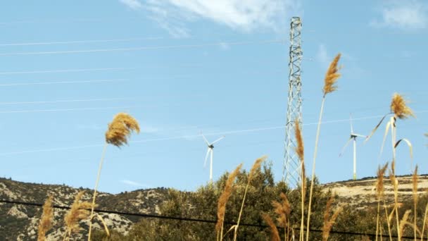 Cañas Molino Viento — Vídeo de stock