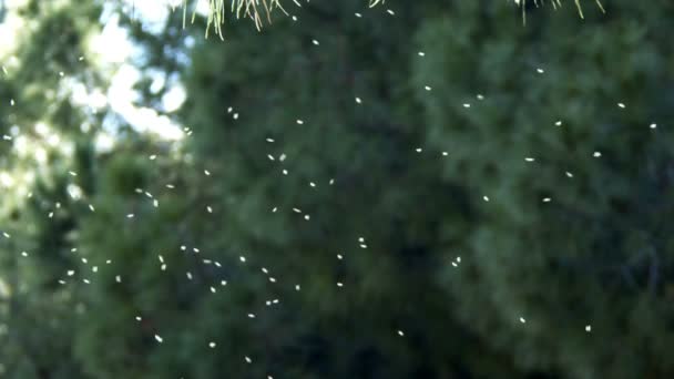 自然の中で空気中の小さな昆虫 — ストック動画