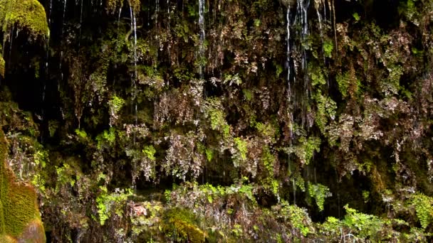 Moosbewachsene Pflanzen Und Wasserfalltropfen — Stockvideo