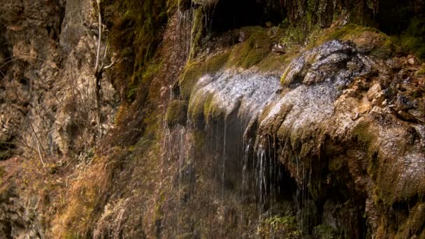 Planta Musgosa Gotas Cascada — Vídeos de Stock