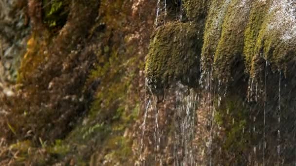 Σταγόνες Mossy Plant Και Καταρράκτης — Αρχείο Βίντεο